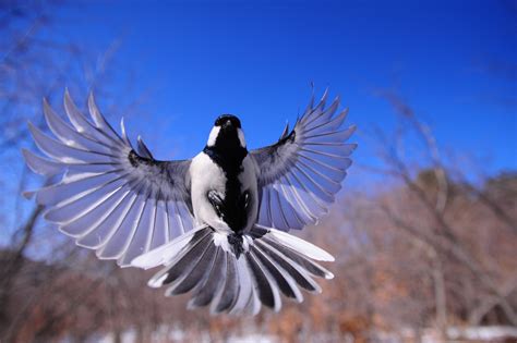 Free Images : wing, sky, animal, wildlife, flight, fauna, birds ...