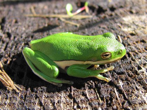 10 Interesting Facts About American Green Tree Frogs