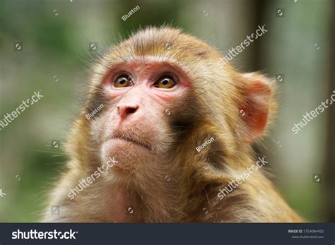 Face Rhesus Macaque Monkeys Stock Photo 1754084492 | Shutterstock