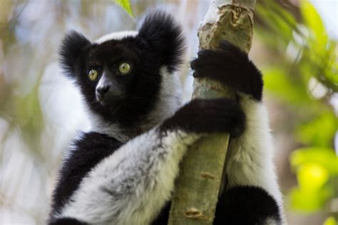 Indri Lemur Songs Have Categorical Rhythm, New Study Shows | Sci.News