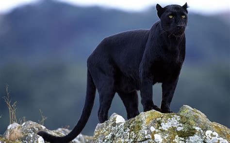 Animals, Birds, Creatures | Wild Life & Sea Side: Black Panther