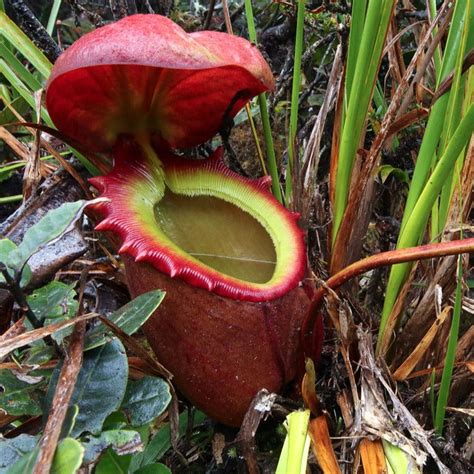 Nepenthes Rajah Seeds – Nepseeds