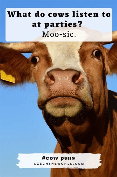 155 Best Cow Puns and Jokes that are Simply Legen-dairy!