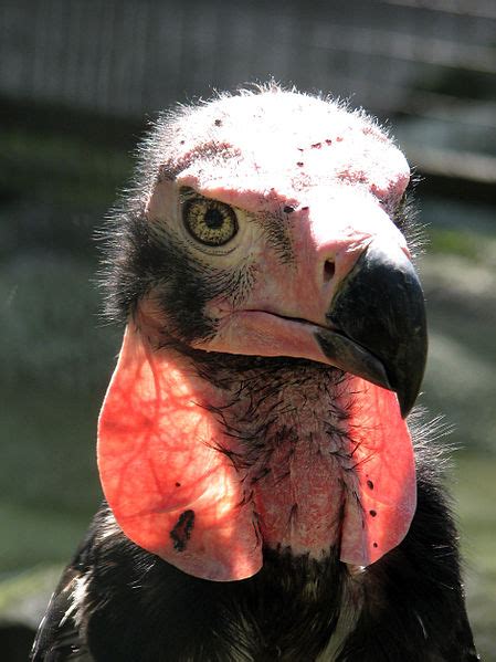 Red-Headed Vulture Archives - Animal Facts For Kids | Wild Facts