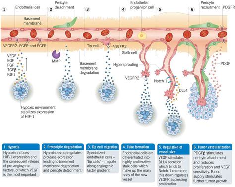 Angiogenesis | Cell Biology | Tocris Bioscience