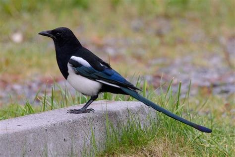 The Black-billed Magpie: The Perfect Combination of Brains and Beauty