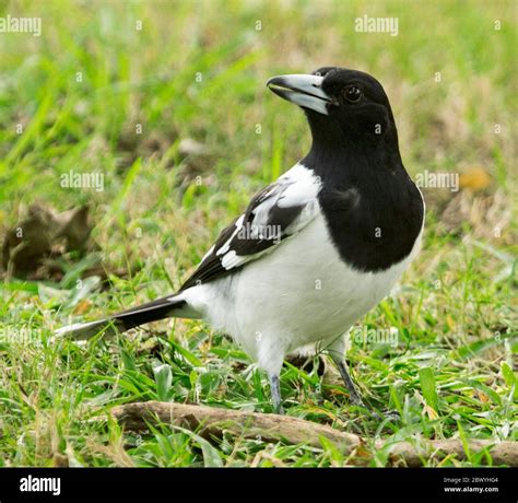 Black and white Pied butcherbird, Cracticus nigrogularis, with bill ...