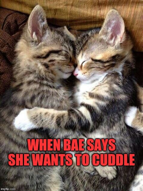 Cute Cats Cuddling - Imgflip