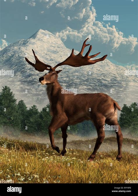 An Irish Elk, or megaloceros, a breed of extinct pleistocene deer ...