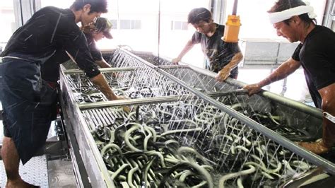 How Millions of Japanese Unagi Eel are Farmed and Processed - Japan ...