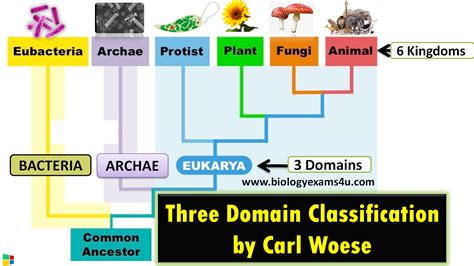 What are the 3 domains of life and their characteristics? Three Domain ...