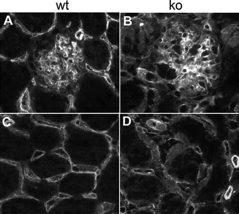 Endothelial cell staining. Endothelial cells were identified by ...