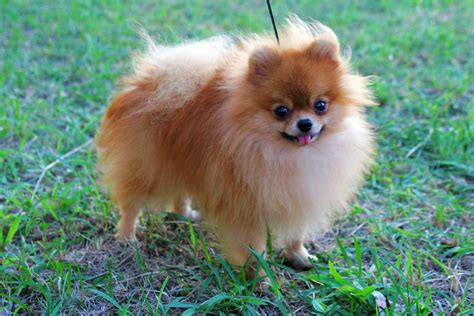 Pomeranian - Puppies, Rescue, Pictures, Information, Temperament ...