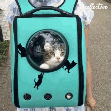 Cat Bag Bag Cat GIF - CatBag Bag BagCat - Discover & Share GIFs