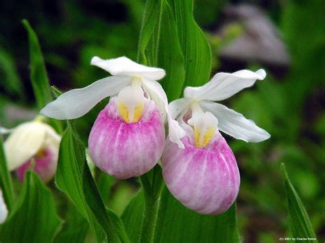 Lady slipper and wildflowers around the Lake of the Woods area