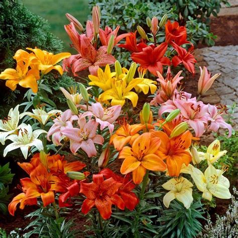 Lily Flower Cultivation In India | Best Flower Site