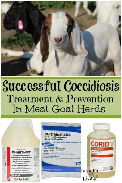 Successful Coccidiosis Treatment and Prevention in Meat Goat Herds