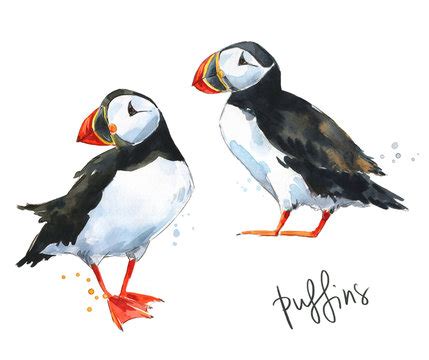 Tufted Puffin Drawing