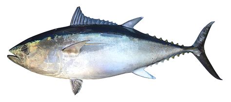 Thunnus albacares | fishIDER