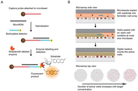 MicroRNA Detection – Walt Lab