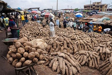 Nigeria begins registration of yam farmers for export - Punch Newspapers