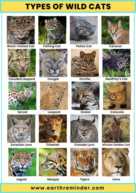 Different Types Of Wild Cats Outlet | www.danzhao.cc