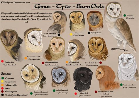 Tyto species chart by busbyart on DeviantArt