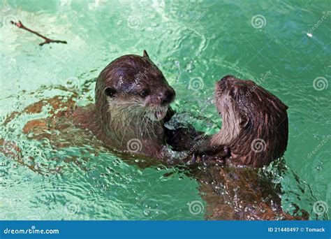 Two Otters Playing Royalty Free Stock Photography - Image: 21440497