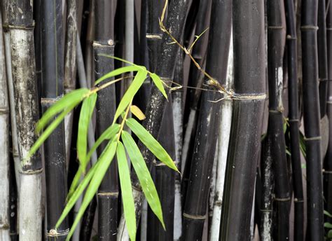 Different Types Of Bamboo: Learn About Bamboo Plants For The Garden ...