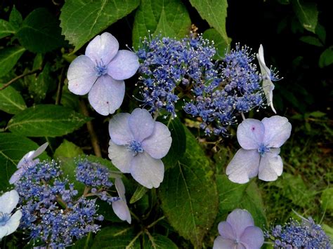 The Green's Backyard: Blue Lace Hydrangea