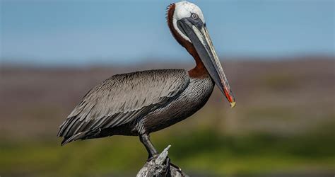 Brown Pelican Identification, All About Birds, Cornell Lab of Ornithology