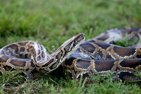 Enormous 18-Foot Burmese Python Captured in Florida, Second-Largest ...