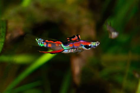 Endler Guppy (Poecilia wingei) - Terra - Tropic Zoo