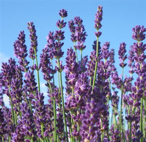 The Best French & English Lavender Varieties to Grow in Zone 5 | Dengarden