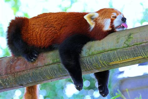 Panda, lesser panda, red panda, branch, rest, sleep wallpaper | other ...