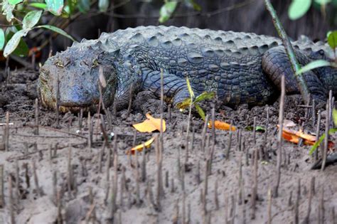 Friendly Animals: Mugger Crocodile