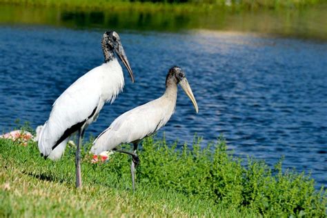 18 Wild Animals in Jamaica [Wildlife in Jamaica] - Kevmrc