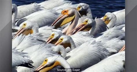 9 facts about Great White Pelicans