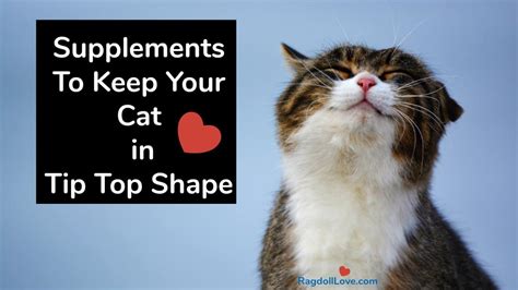 Supplements For Cats — Taking Your Cat's Health to the Next Level