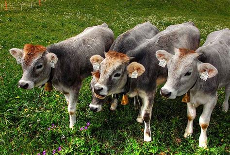 Can Cows Eat Alfalfa? Facts & FAQ | Animal World