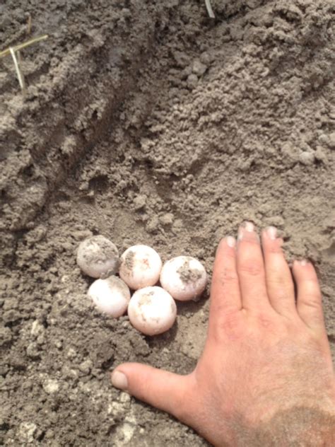 Pin on Gopher Tortoises