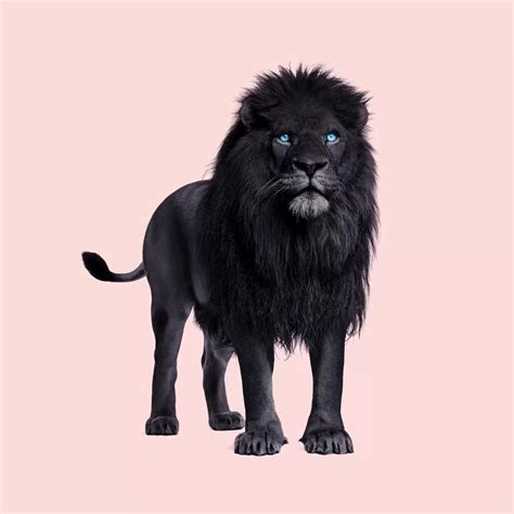 Black Lion Canvas Art by Paul Fuentes | iCanvas