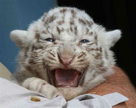 White Bengal tiger cubs make public debut | abc7chicago.com