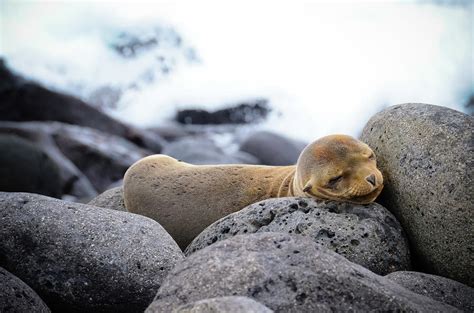 Baby Sea Lion Sleeping On The Rocks by Volanthevist