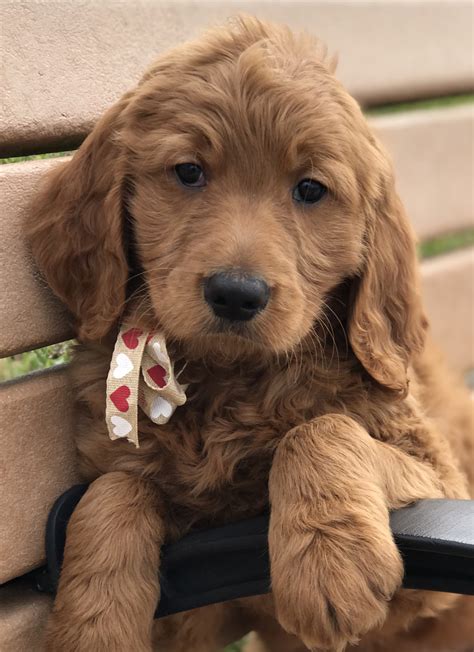 Goldendoodle Puppies For Sale | Lakeland, FL #268547