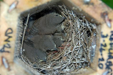 NestWatch | House Wren - From Eggs to Fully Feathered - All Seven ...