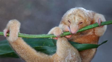 Silky anteater (that's what the species are called) : r/aww