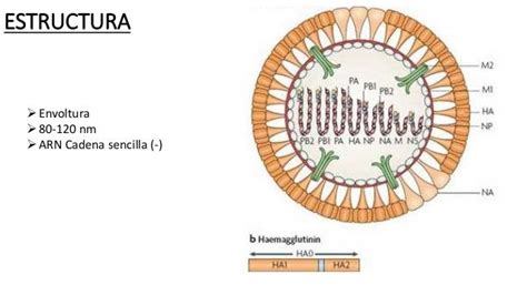 Orthomyxoviridae