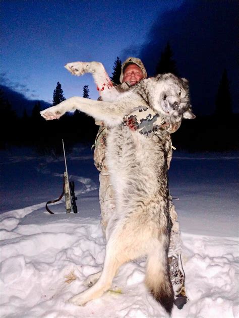 Alberta Wolf Hunt 10384