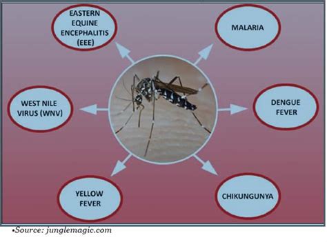 Diseases you didn’t know that mosquitoes give - Punch Newspapers